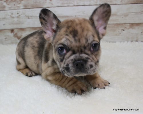 Dog Blessed Bullies French Bulldogs Kansas Dog Blessed Bullies French Bulldogs Kansas