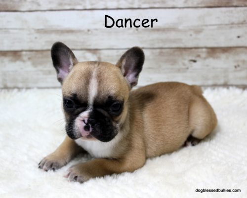 Dog Blessed Bullies French Bulldogs Kansas