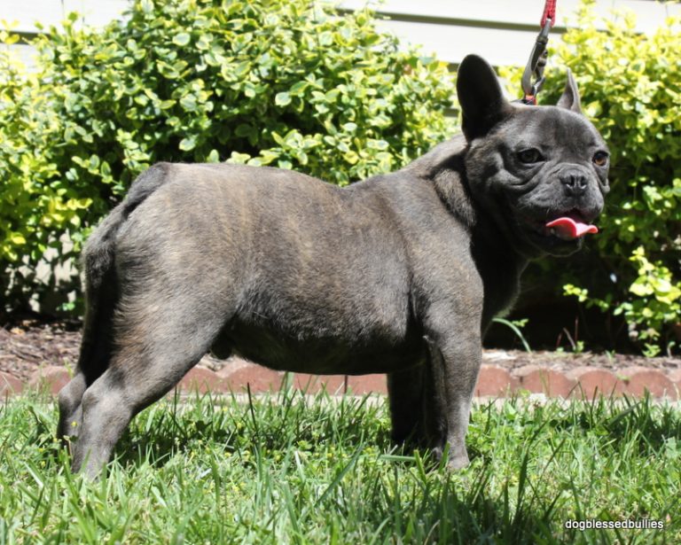 Jax Dog Blessed Bullies